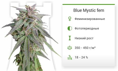 Сорт марихуаны Blue Mystic Blue Mystic fem (Nirvana Seeds)