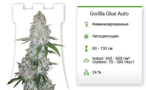 Сорт марихуаны Gorilla Glue Auto Gorilla Glue Auto от FastBuds