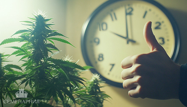 Преимущества выращивания автоцветущих сортов конопли Плюсы выращивания автоцветов