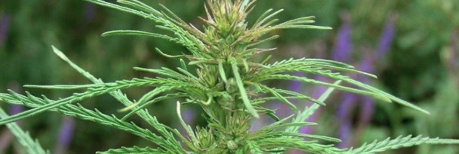 Конопля рудералис Дикорастущая сорная конопля