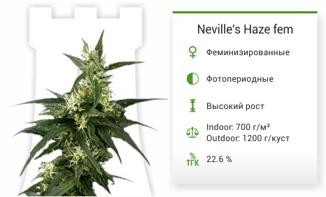 Neville's Haze fem (Green House Seeds)