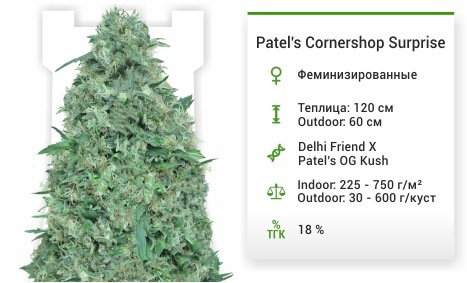 описание сорта Patels Cornershop Surprise Patels Cornershop Surprise