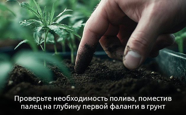 Рекомендации по поливу конопли Проверка необходимости полива конопли по состоянию грунта