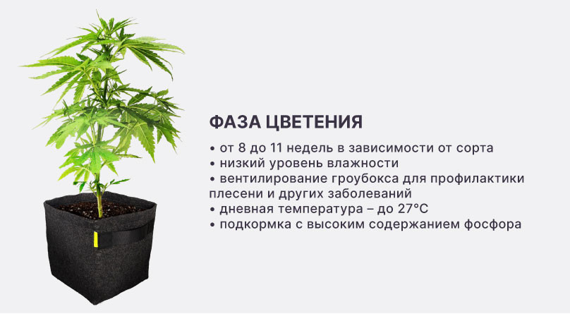 Цветение и созревание Фаза цветения