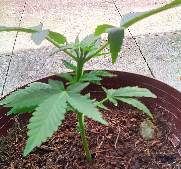 Освещение и топпинг конопли Куст Eleven Roses от Delicious Seeds на 2 неделе