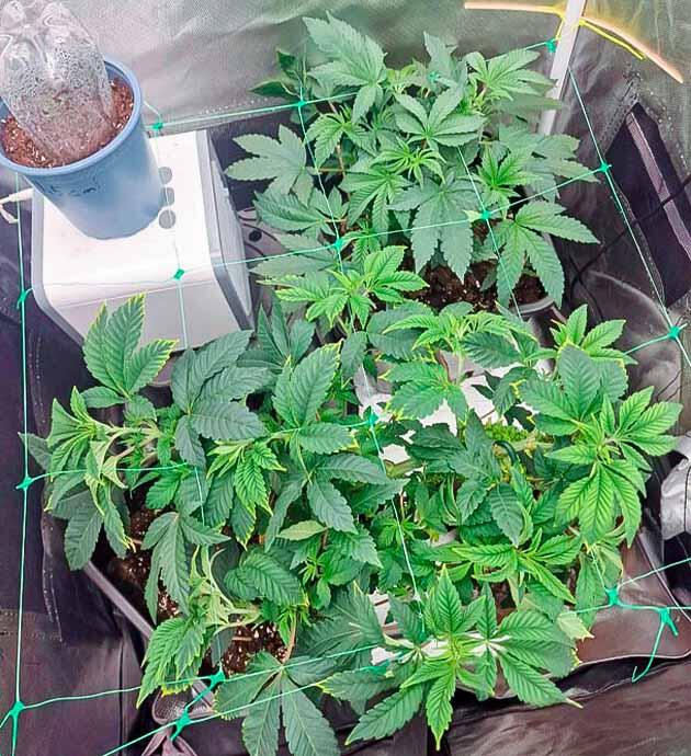 Кусты сорта Poddy Mouth от Humboldt Seed Company на 6 неделе