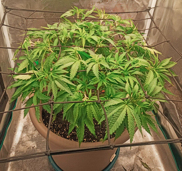 Куст Bruce Banner #3 от Herbies Seeds на 7 неделе