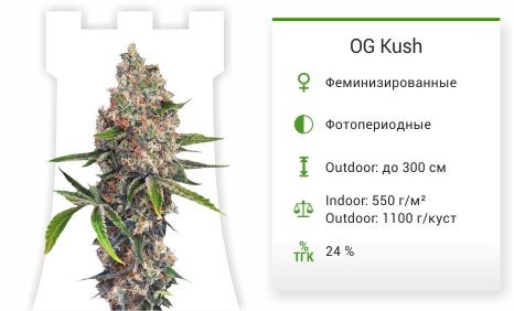Сорт марихуаны OG Kush OG Kush (Dinafem Seeds)