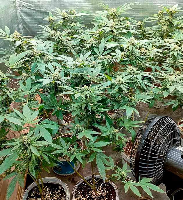 Формирование шишек Кусты Godzilla Glue #4 на стадии цветения