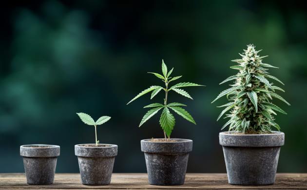 Жизненный цикл марихуаны Цикл жизни конопли