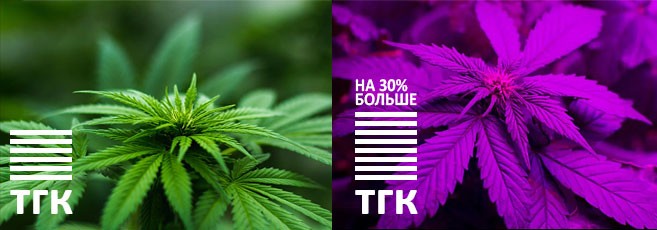 Ультрафиолет и ТГК Исследования влияния ультрафиолета на уровень ТГК