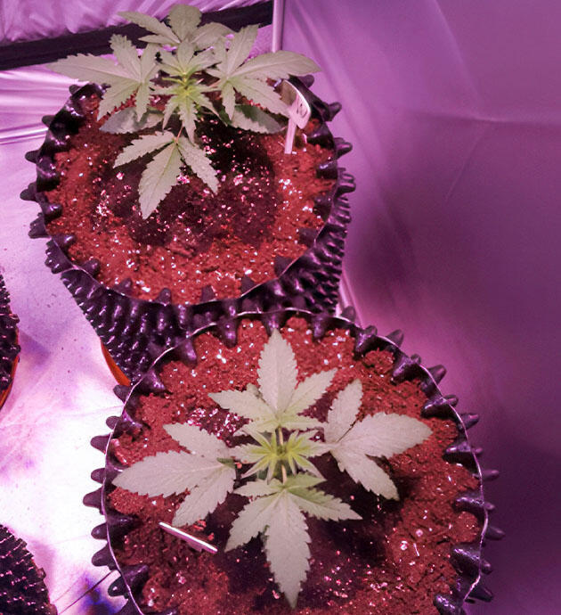 Растишки Auto White Widow от Pyramid Seeds на 2 неделе