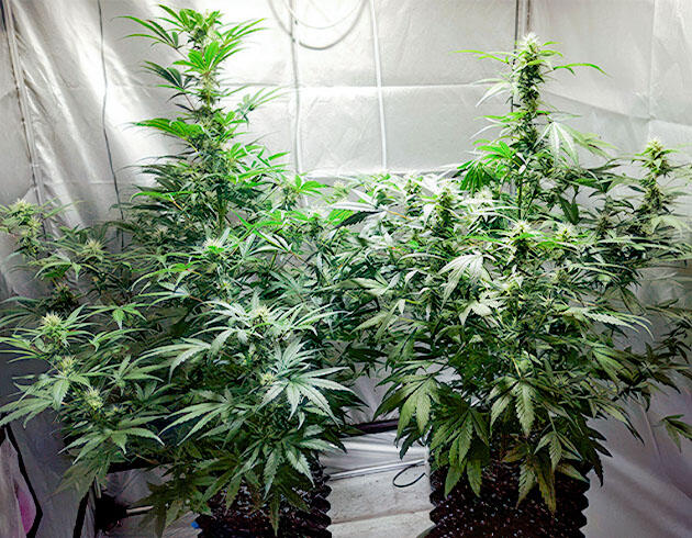 7 неделя развития Auto White Widow