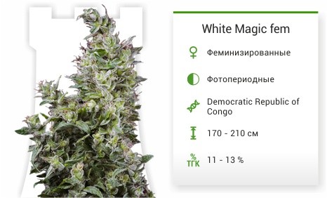 Сорт марихуаны White Magic White Magic fem от Mandala Seeds
