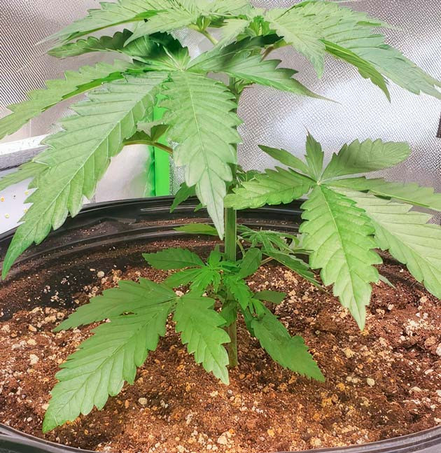 Изменения в режиме питания и проведение топпинга Растишка Cafe Racer на 3-4 неделе выращивания