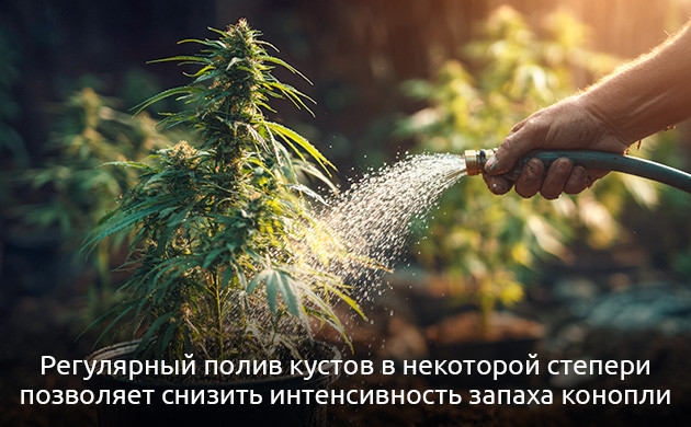 Способы уменьшить интенсивность запаха Почему конопля пахнет