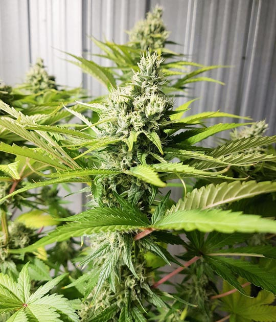 Появление лисьих хвостов Соцветие на 10 неделе выращивания