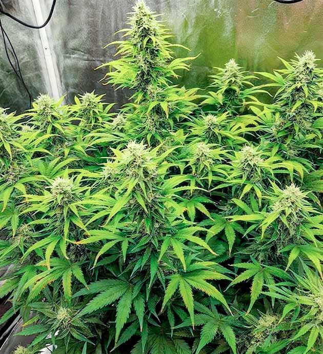 Набор массы шишек Куст Gorilla Punch Auto на стадии цветения