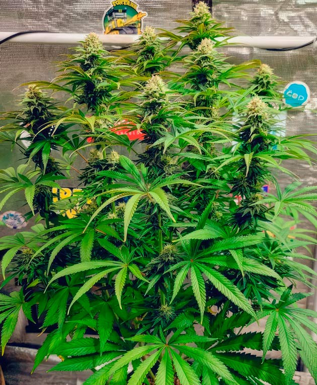 Куст DDoS #33 на 10 неделе выращивания