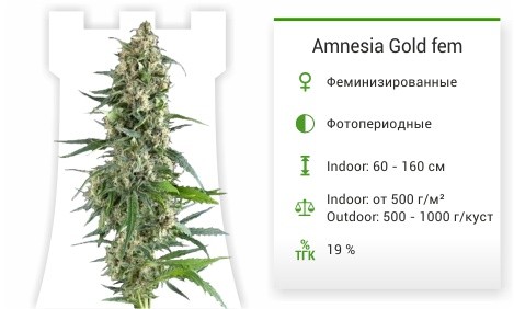 Сорт марихуаны Amnesia Gold Amnesia Gold fem (Pyramid Seeds)