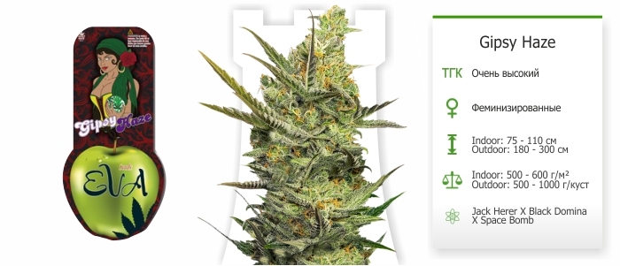 Gipsy Haze Gipsy Haze