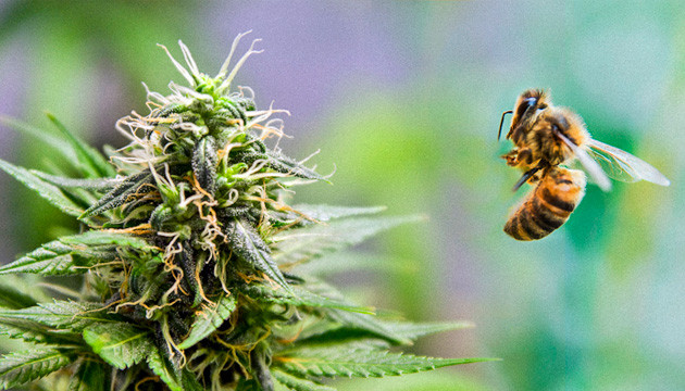 Канна мед от Николаса Пчелы Николаса Дрессировщика пчёл