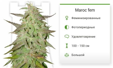 При заказе на 4000 рублей семечко в подарок