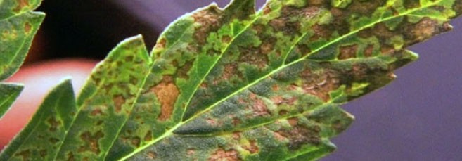 Пятна на листьях конопли На листьях марихуаны появились пятна