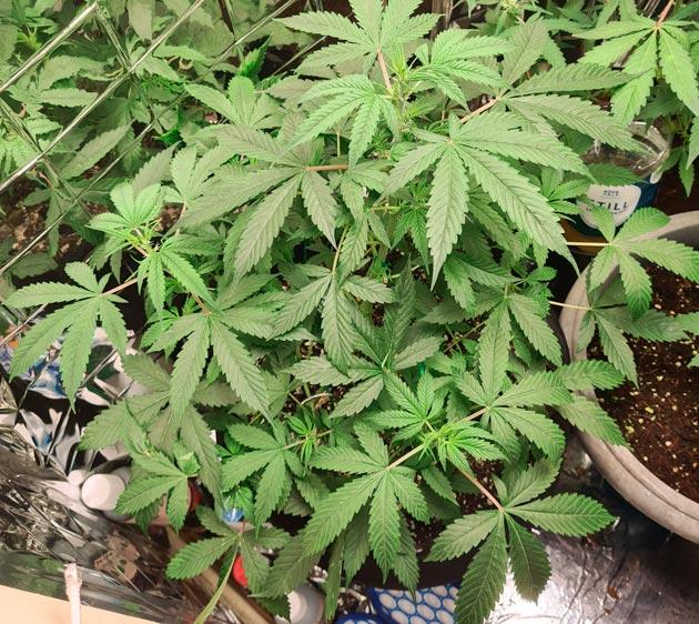 Куст Auto Orange Bud на 7 неделе выращивания