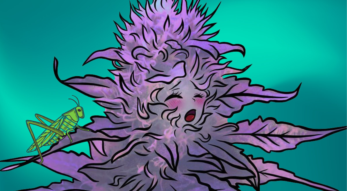 Вредители конопли и как с ними бороться Конопля и вредители