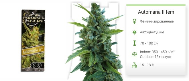 Сорт конопли Automaria 2 Automaria II fem от Paradise Seeds