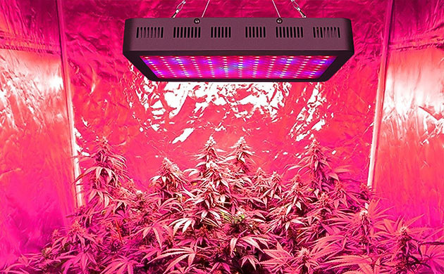 Правильное освещение конопли Конопля под LED лампой