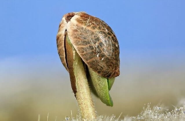 Росток конопли Росток каннабиса в возрасте пяти дней