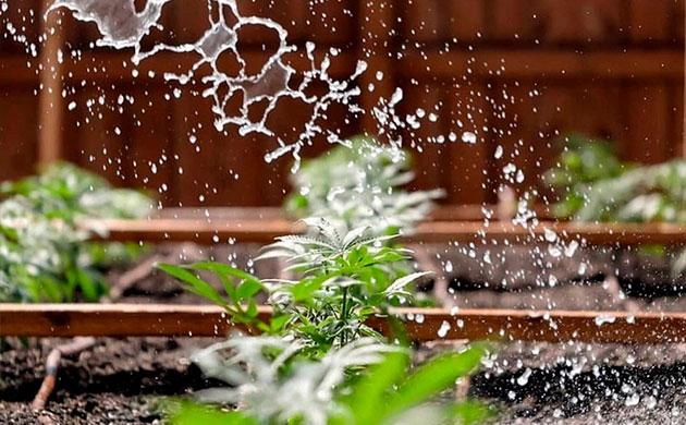 Индивидуальные блюдца или общий поддон