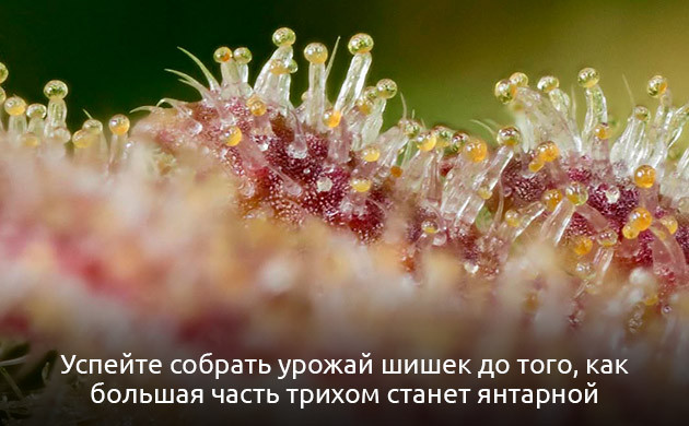 Когда следует проводить сбор урожая конопли Выбор правильного времени сбора урожая