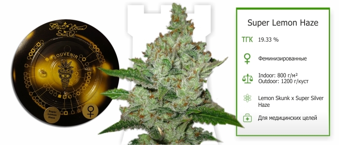 Super Lemon Haze fem Super Lemon Haze fem