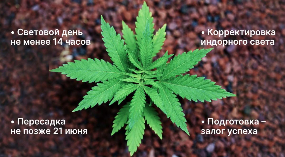 Световой режим при вегетации для пересадки из индора в аутдор Световой режим на вегетации