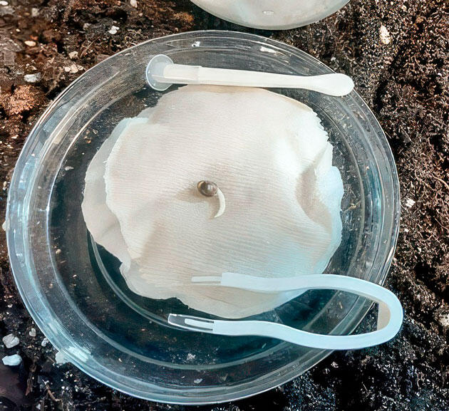 Проращивание сорта Glue Sherbet