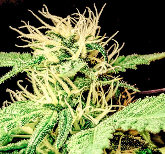 Цветение марихуаны Куст Green Gelato от RQS на стадии цветения