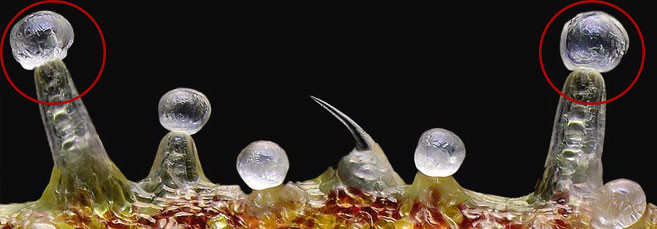 Головчатые черешковые железы Как выглядят головчато черешковые железы