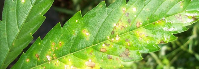 Септориоз Септориоз