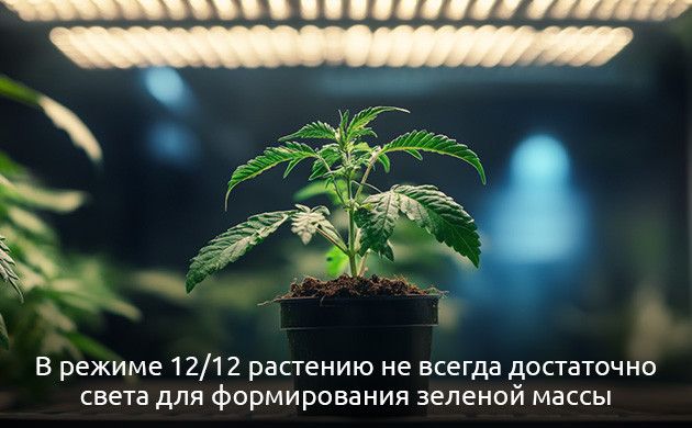 Как растет конопля при режиме 12/12 Режим 12/12