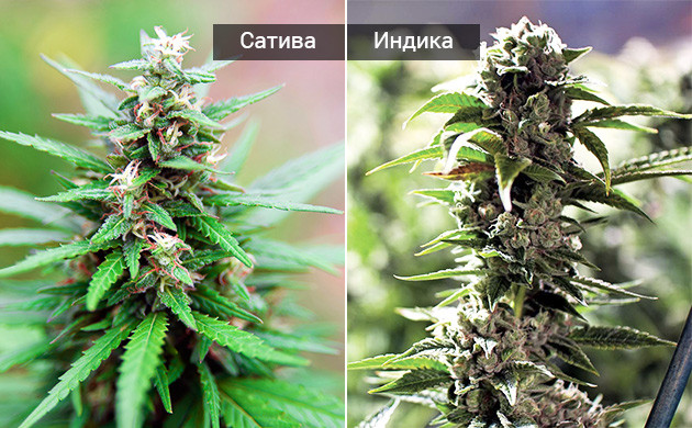 Женские соцветия индики и сативы Различия между индичными и сативными соцветиями