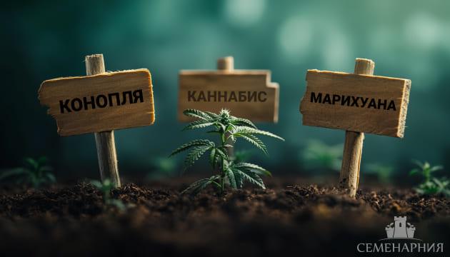 Конопля, каннабис, марихуана – разные названия одного растения