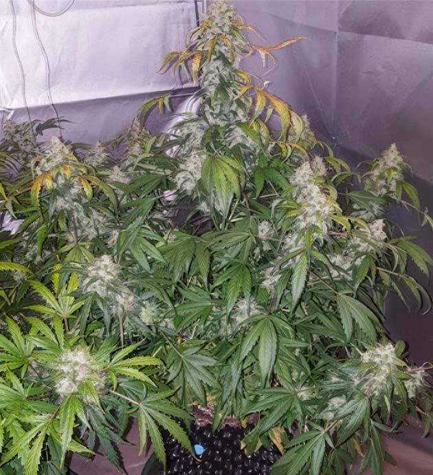 Последняя неделя выращивания сорта Auto White Widow