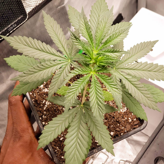 4 узла на кусте в 1 неделю выращивания