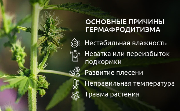Причины гермафродитизма марихуаны Основные причины гермафродитизма конопли
