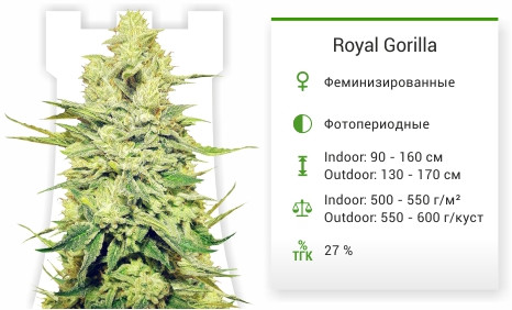 Royal Gorilla от Royal Queen Seeds