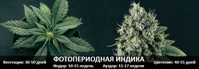 Фотопериодная сатива Период вегетации и цветения фотопериодной индики