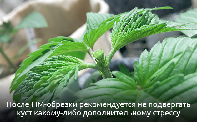 Рекомендации гроверов После FIM нельзя делать дополнительные манипуляции